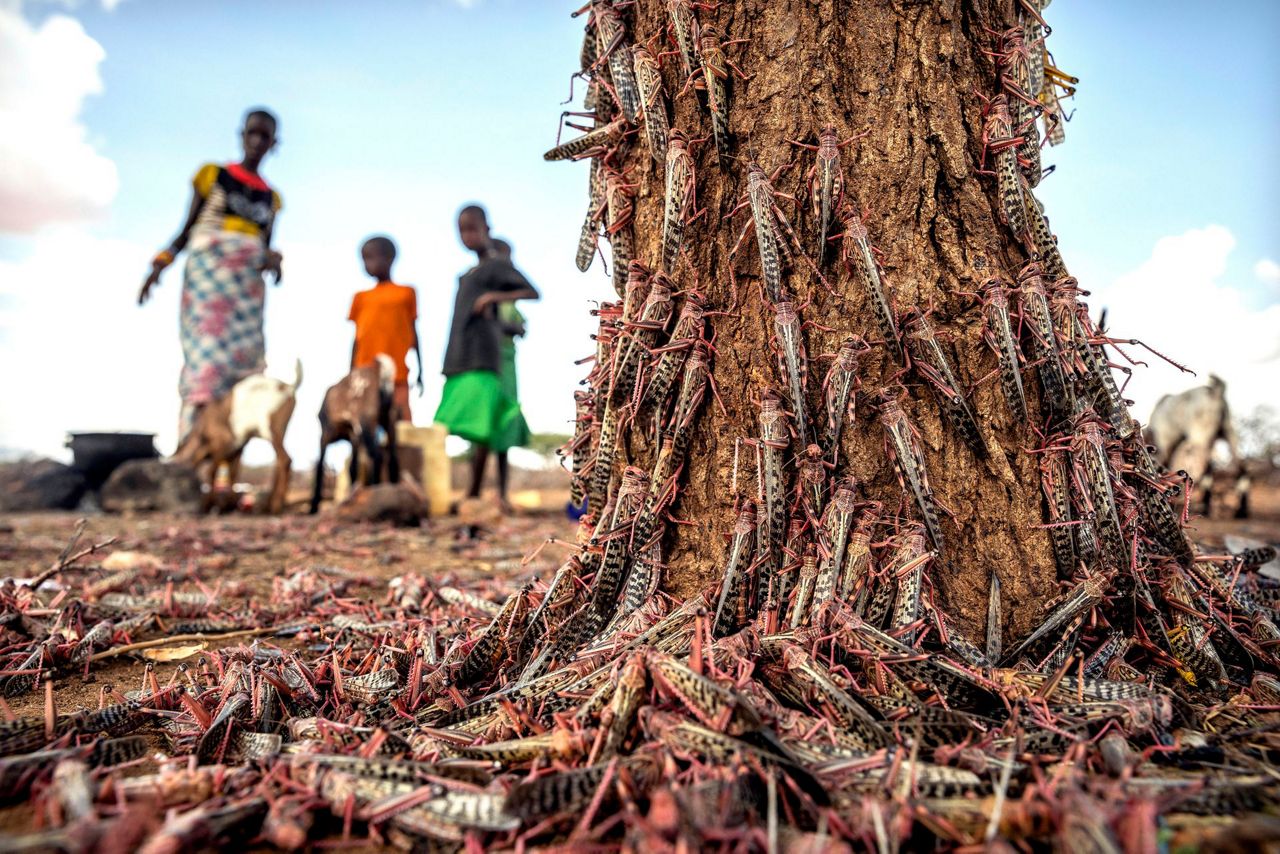 Locusts In Africa 2024 - Gracia Gwenora