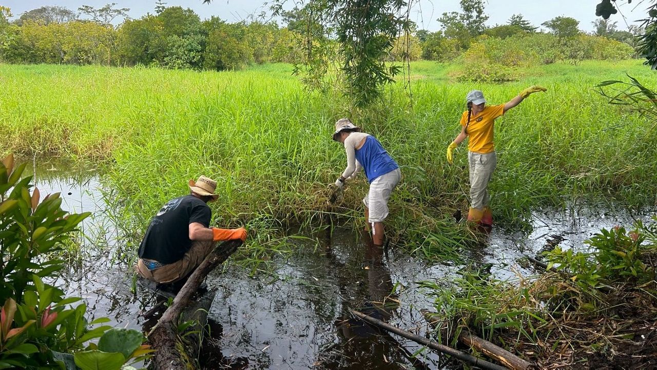 The all-volunteer Aina Hoola Initiative will use its new funding for hire a project manager, purchase materials for restoration work at the Lokowaka Pond complex and hire Kupu Hawai‘i for conservation work. (Credit: Aina Hoola Initiative via Facebook)