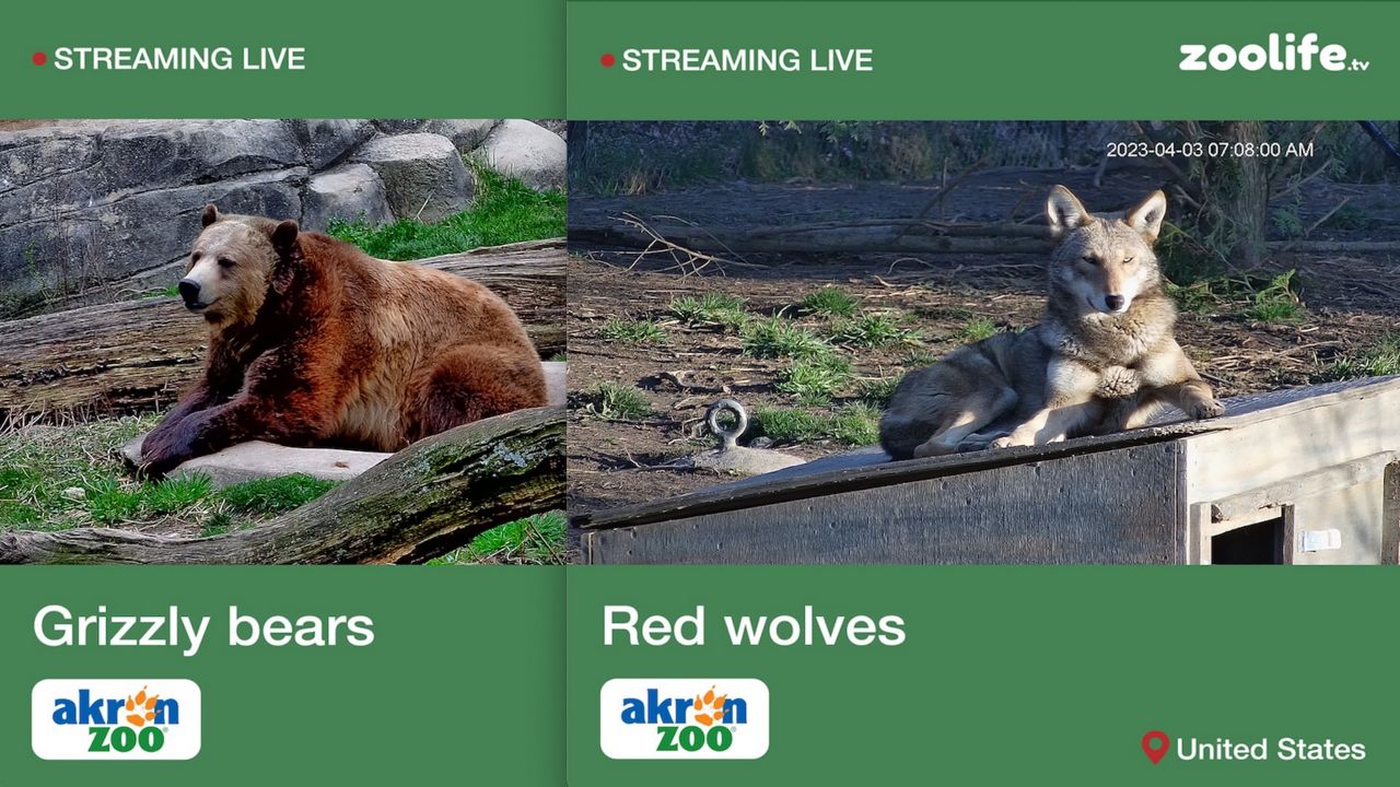 Akron Zoo launches 2 livecams of red wolves, grizzlies