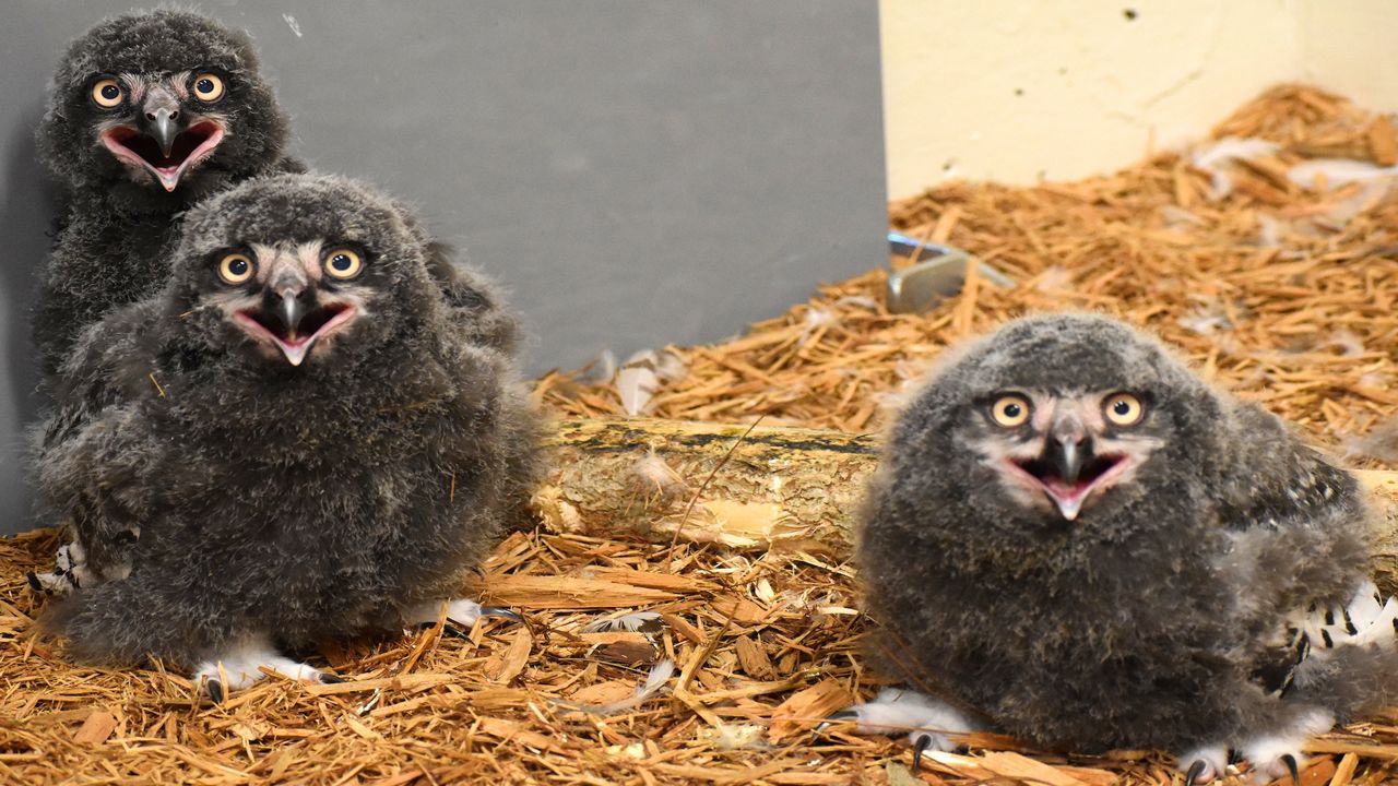 the baby owls face the camera