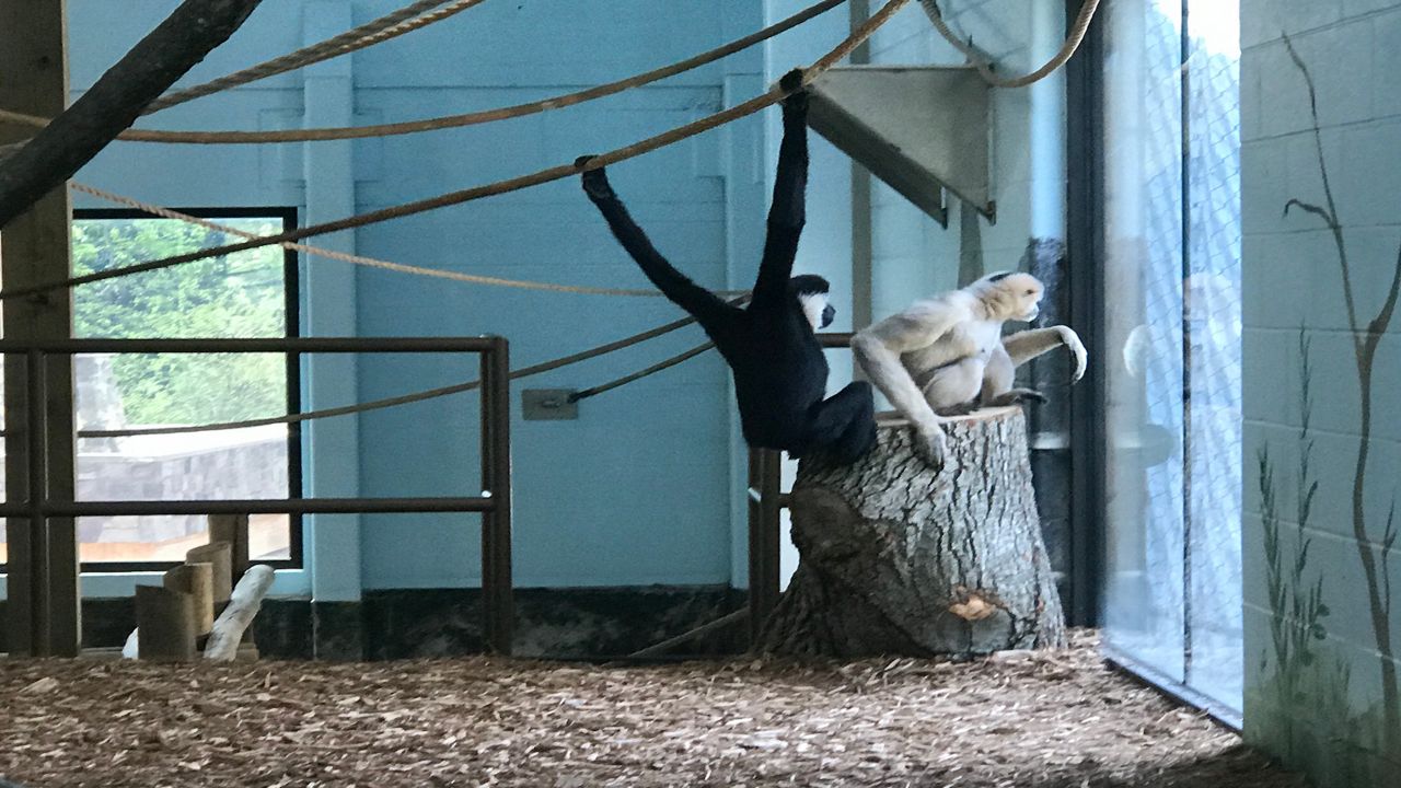 two monkeys at the zoo