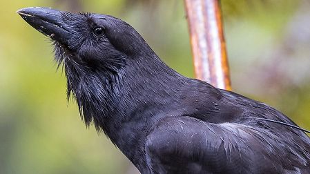 Alala, also known as a Hawaiian crow. (Photo courtesy of San Diego Wildlife Alliance)