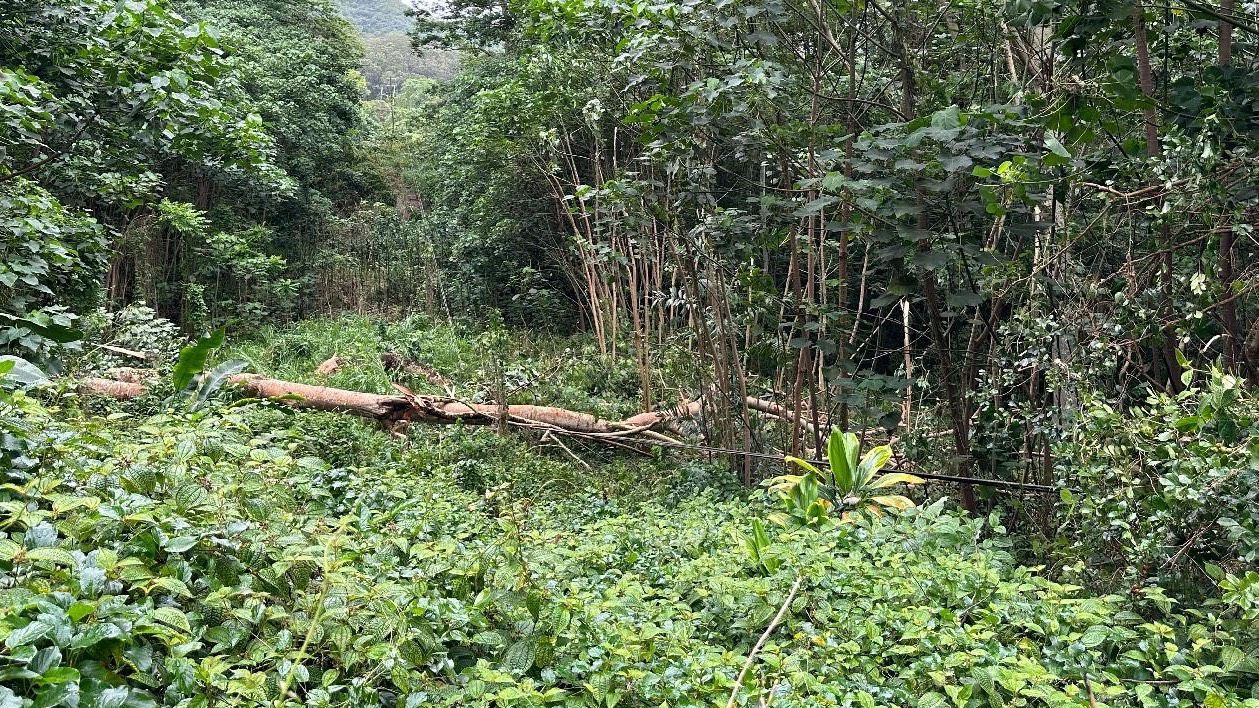 Overgrown albizia may be behind recent outages