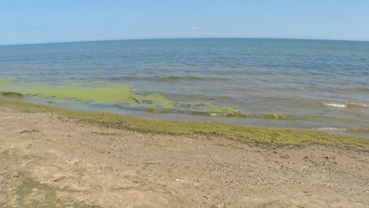Picture of a harmful algal bloom 