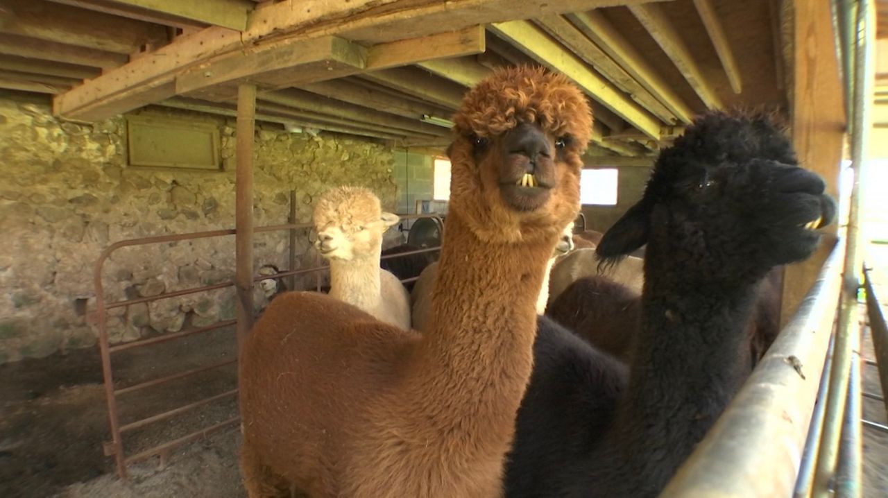 Alpaca