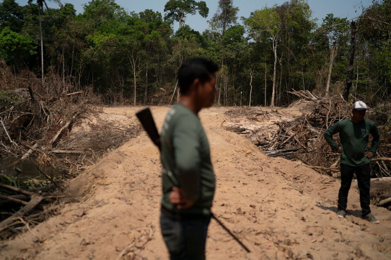 Autoridades brasileiras fecham os olhos para o desmatamento
