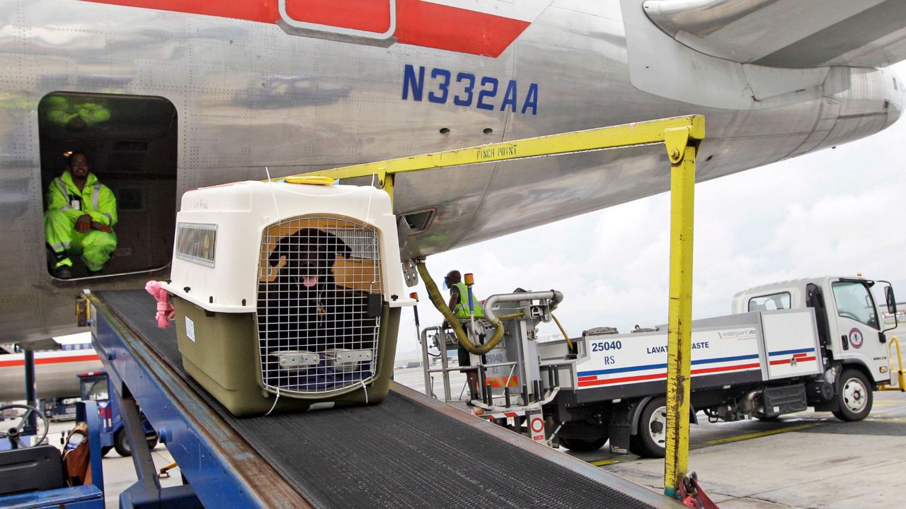 An American Airlines grounds crew unloads a dog from the cargo area of an arriving flight, Aug. 1, 2012, at John F. Kennedy International Airport in New York. (AP Photo/Mary Altaffer, File)