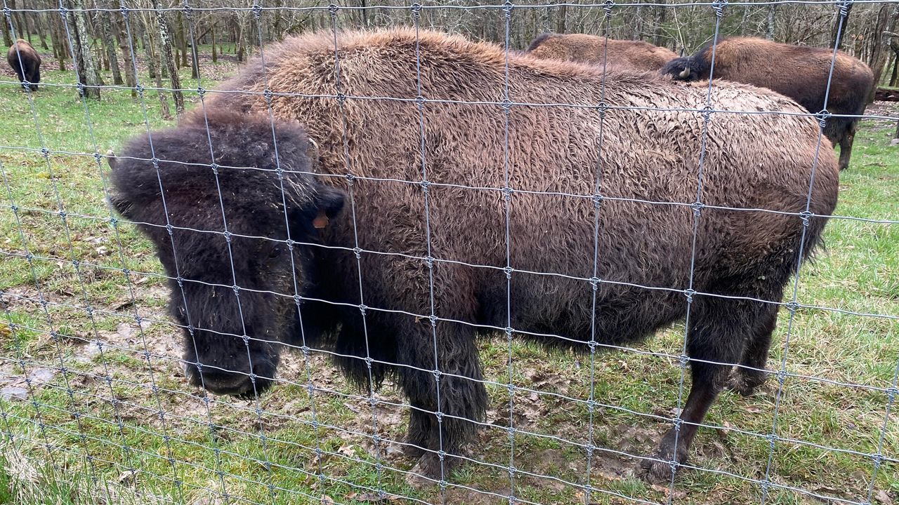American bison are alive and well in Kentucky