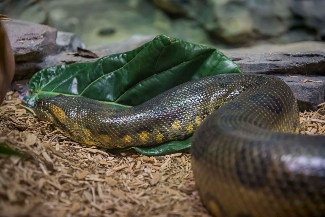 amazon rainforest anaconda snake