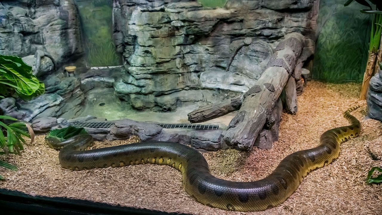 olive anaconda longest snake milwaukee county zoo Henry Vilas Zoo