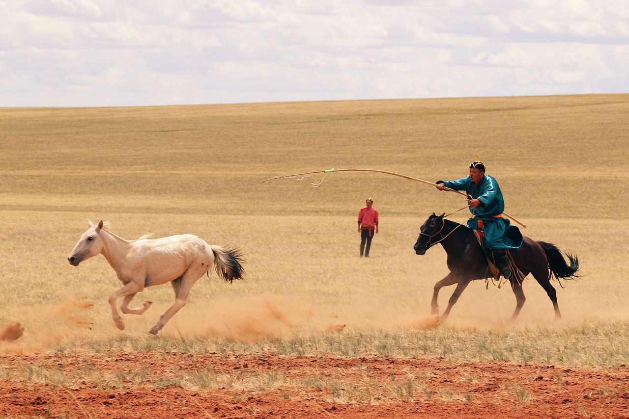 Scientists have traced the origin of the modern horse to a lineage that ...