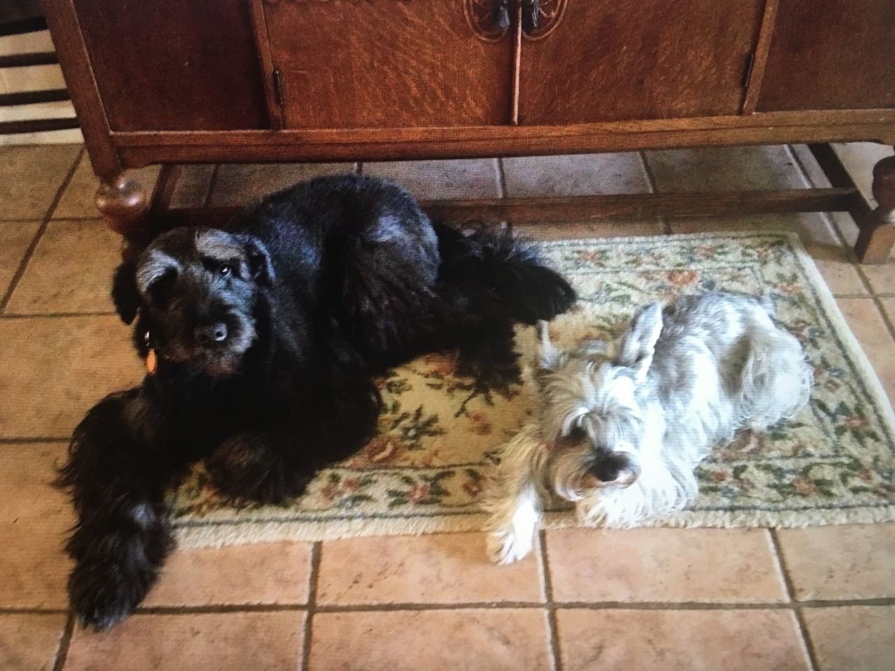 Spectrum News viewer Margaret Ricke shared this pic of her furry babies Emma and Angel. The miniature Schnauzer Angel is quite devious but loves her Giant Schnauzer sister Emma. 