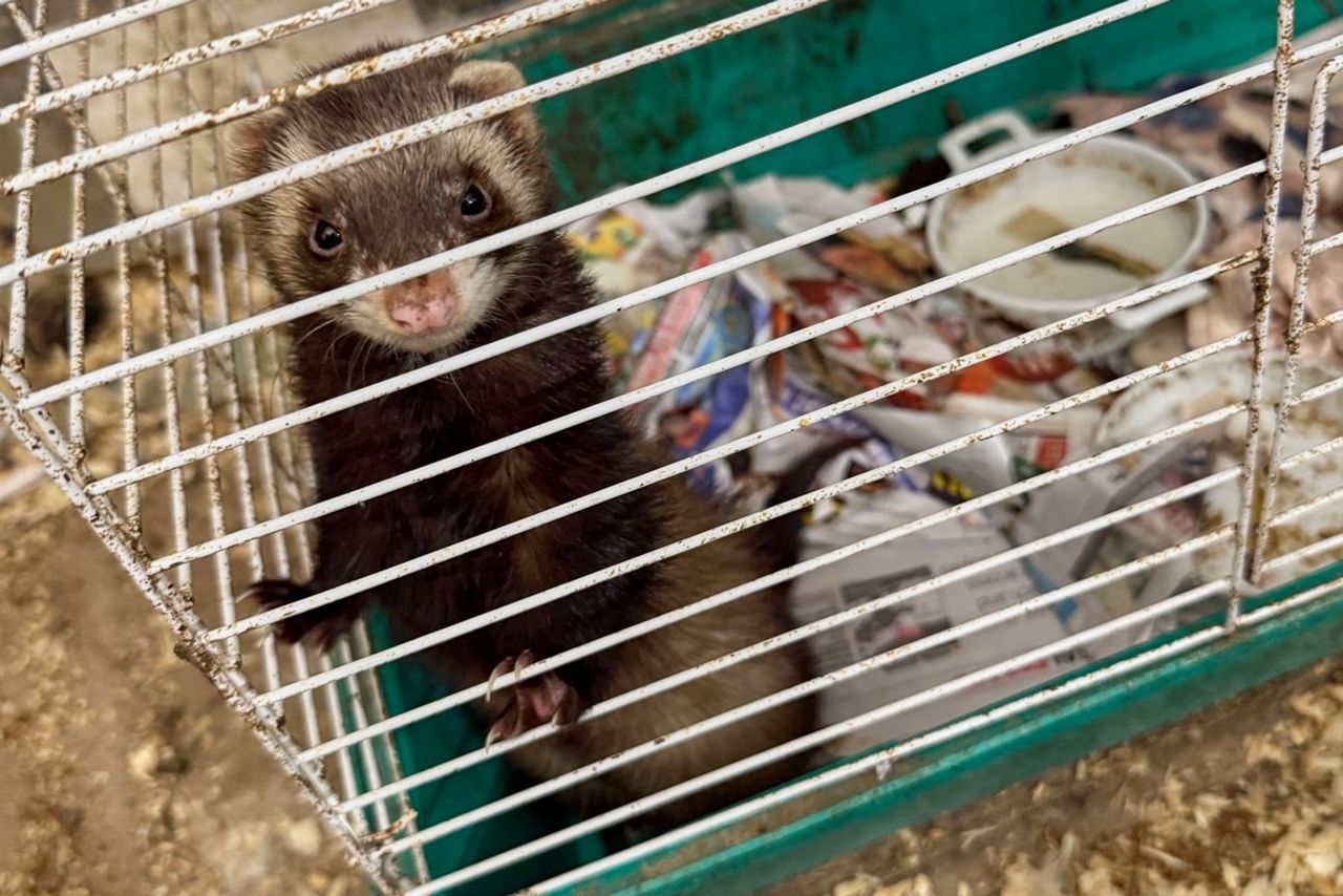 Dozens of ailing animals found in New York home where elderly woman was ...