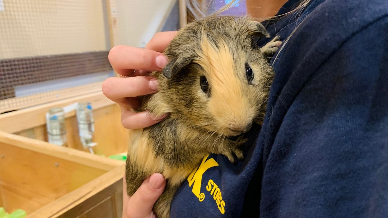 CountryMax kicks-off free animal 'Passport Program'