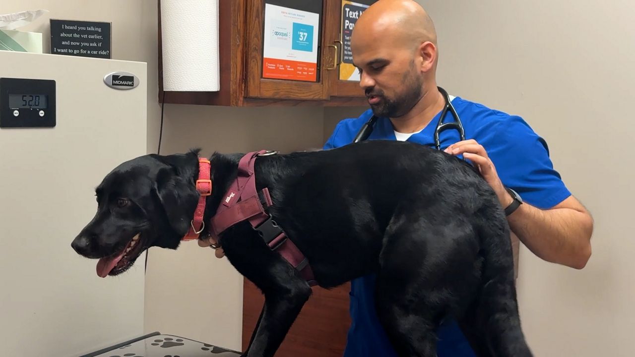 Animal health experts warn to protect pets during heat wave