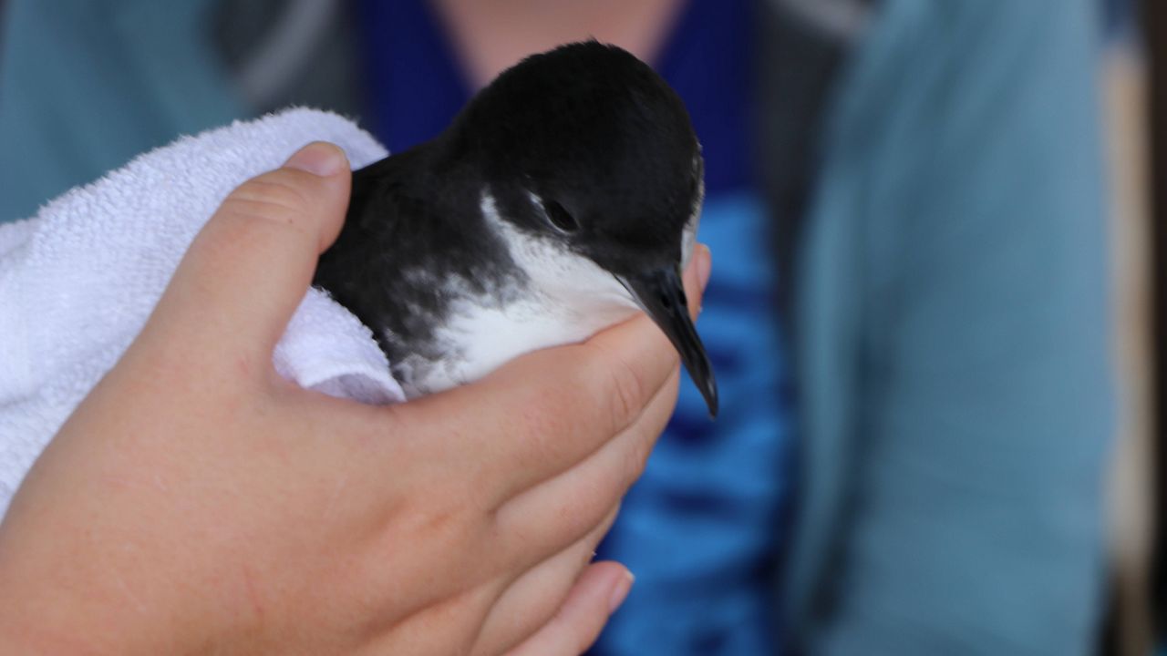 The endangered ao is one of three protected seabirds covered under the Kauai Seabird Habitat Conservation Plan. (Department of Land and Natural Resources)