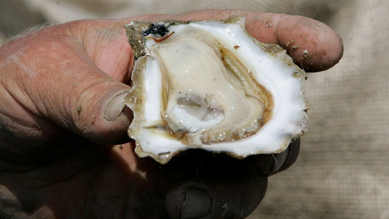 A freshly harvested Apalachicola Bay oyster is displayed, Thursday, March 27, 2008, in Eastpoint, Fla. The Florida Fish and Wildlife Conservation will shut down wild oyster harvesting for as long as five years. The Commissioners hope that the pause and $20 million in restoration and monitoring, will restore a portion of the oyster fishery. (Phil Coale/AP Photo)