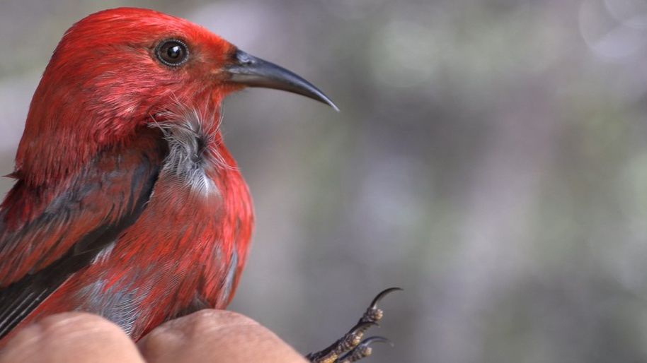 An ʻapapane, a Hawaiian honeycreeper endemic to the Hawaiian Islands. (Photo courtesy of the Department of Land and Natural Resources) 