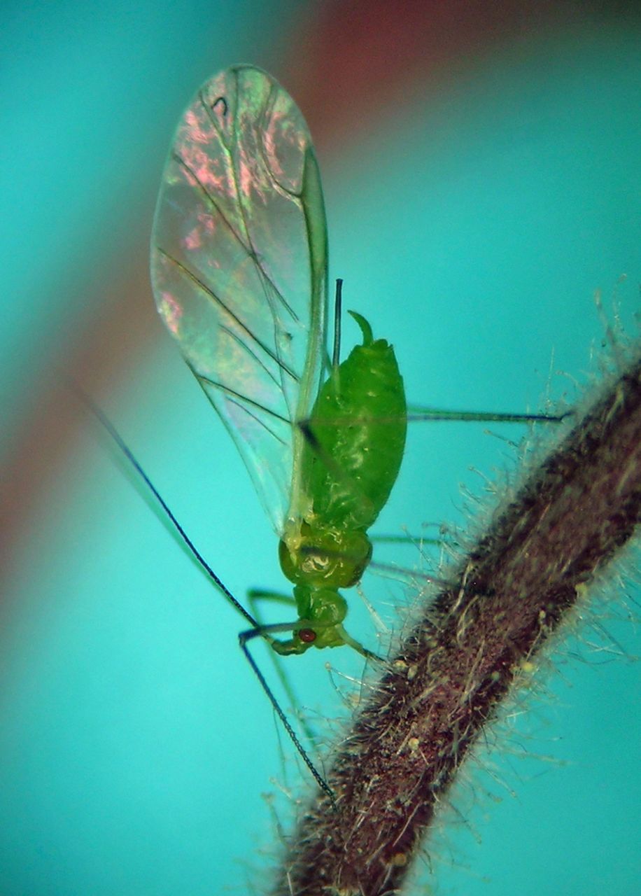 First smoke, now aphids. New Yorkers deal with their latest natural ...