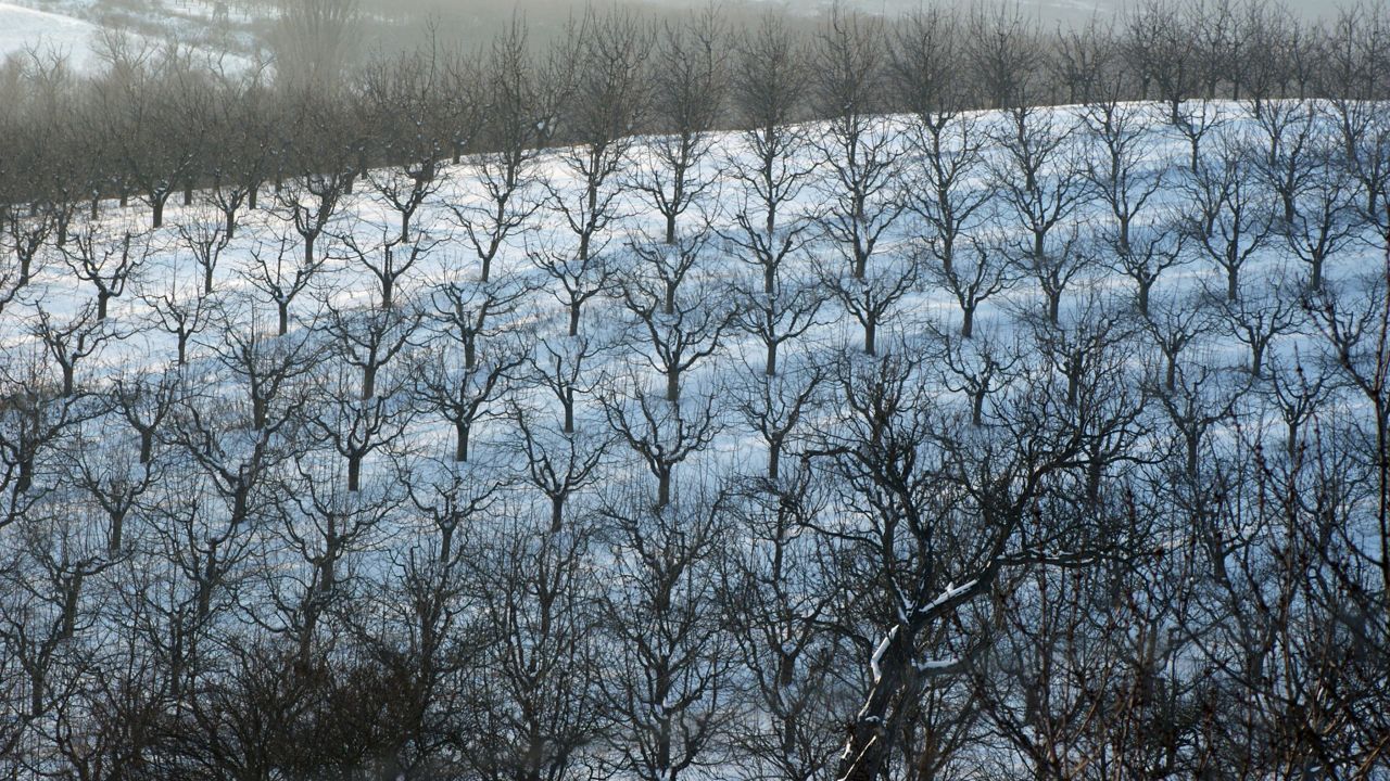 Apple orchard