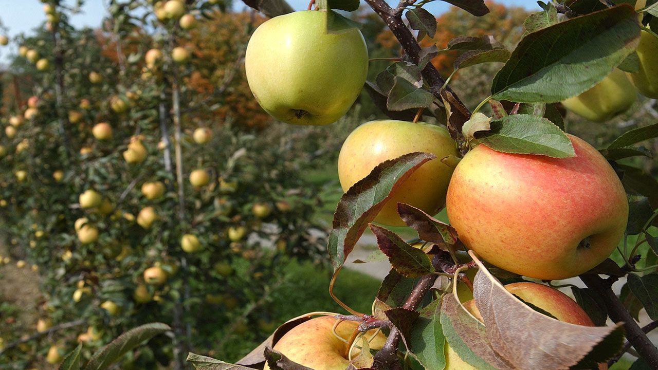 Apple orchard