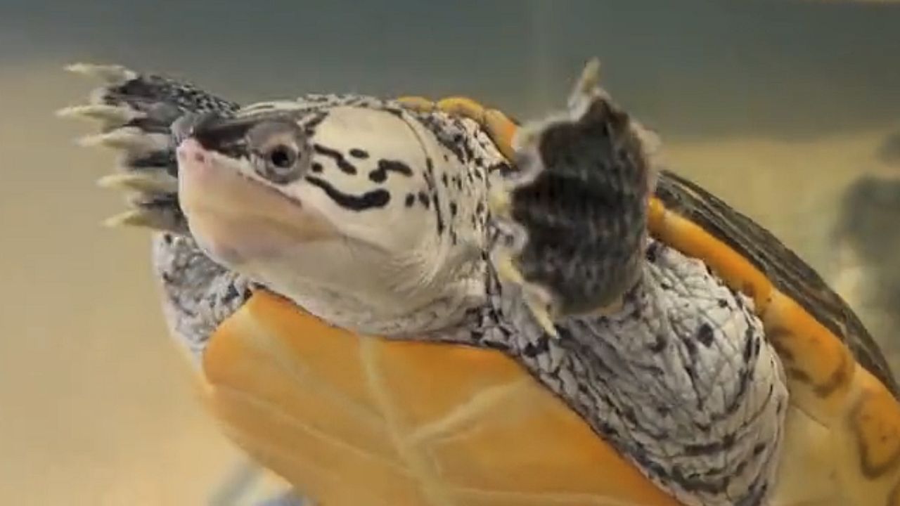 Boothbay's Maine State Aquarium reopens after four years