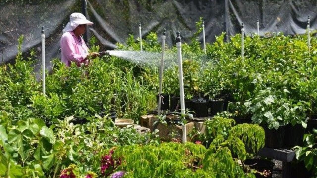 Kaulunani Urban and Community Forestry is offering $45,000 in grants to organizations to host Arbor Day events in 2024. (Kaulunani Urban and Community Forestry)