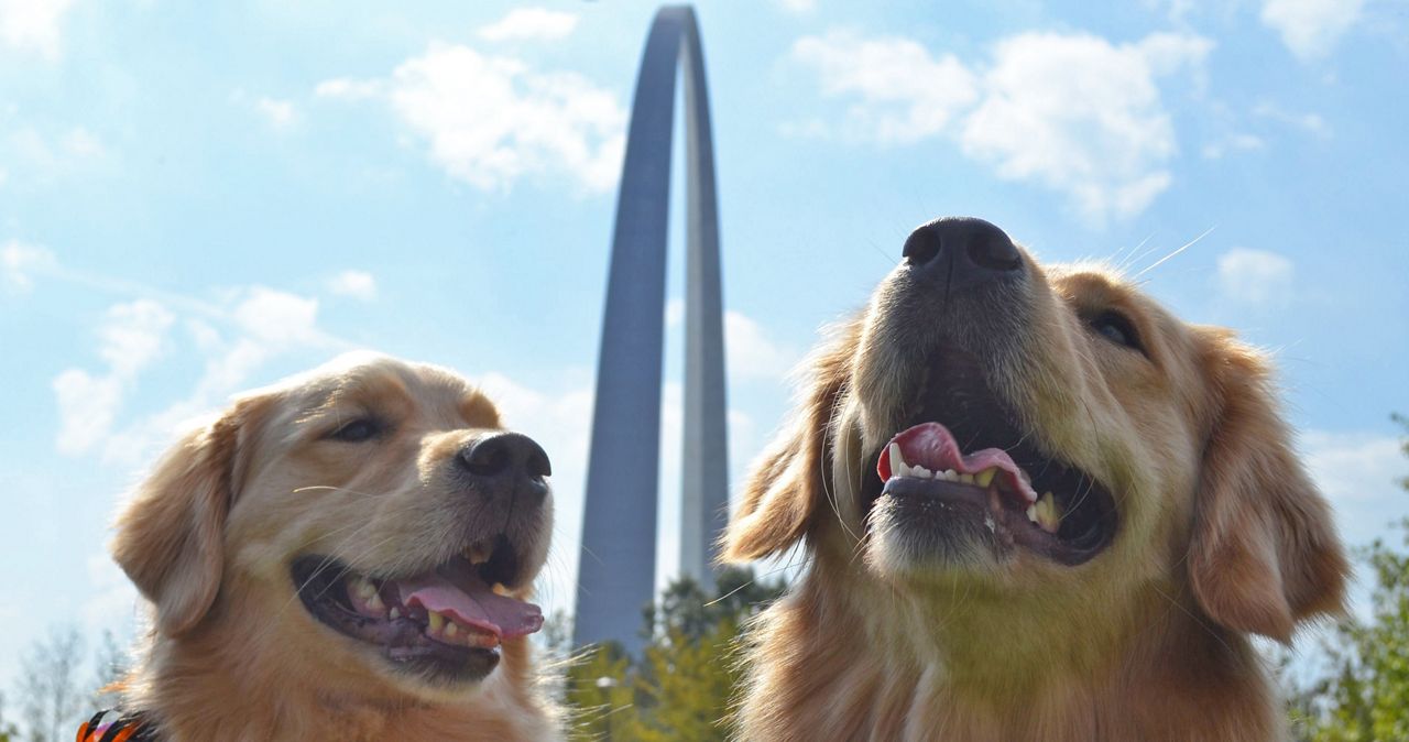 Dog lovers can bring their furry friends to the Gateway Arch National Park for the Arch Bark event slated for Saturday from 10 a.m. to 1 p.m. (Photo courtesy of Pattan & Co)