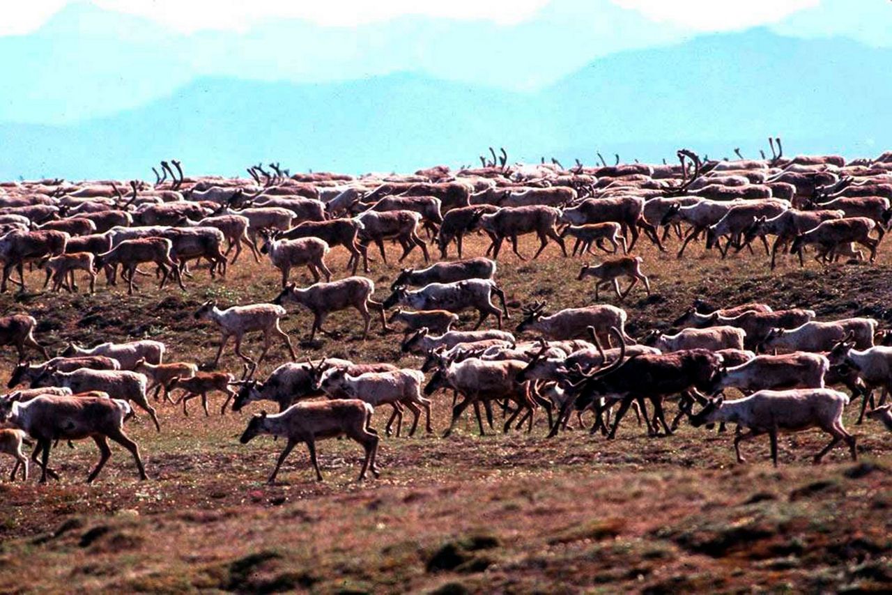 Groups sue for information on Arctic refuge lease sale