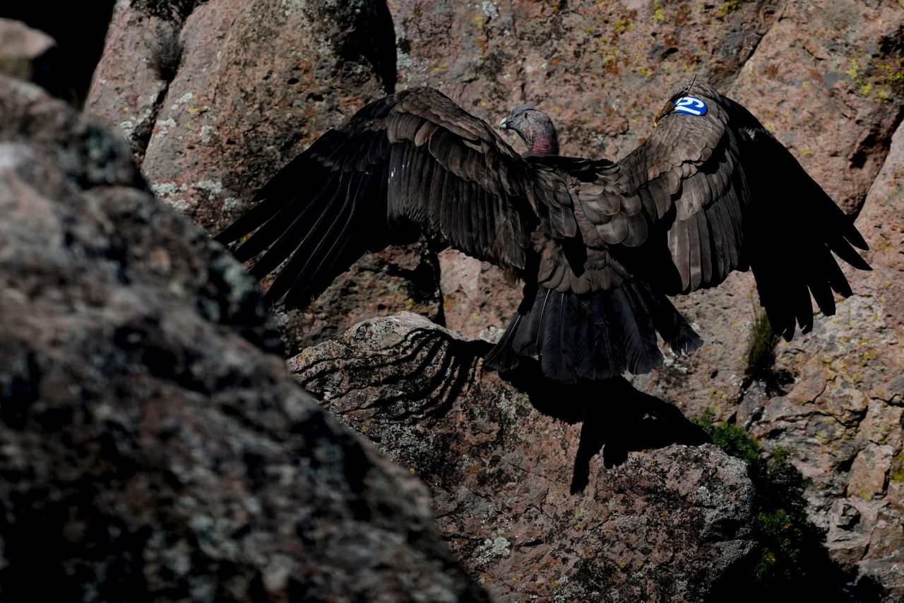 Worries over wind farms cloud condor repopulation program