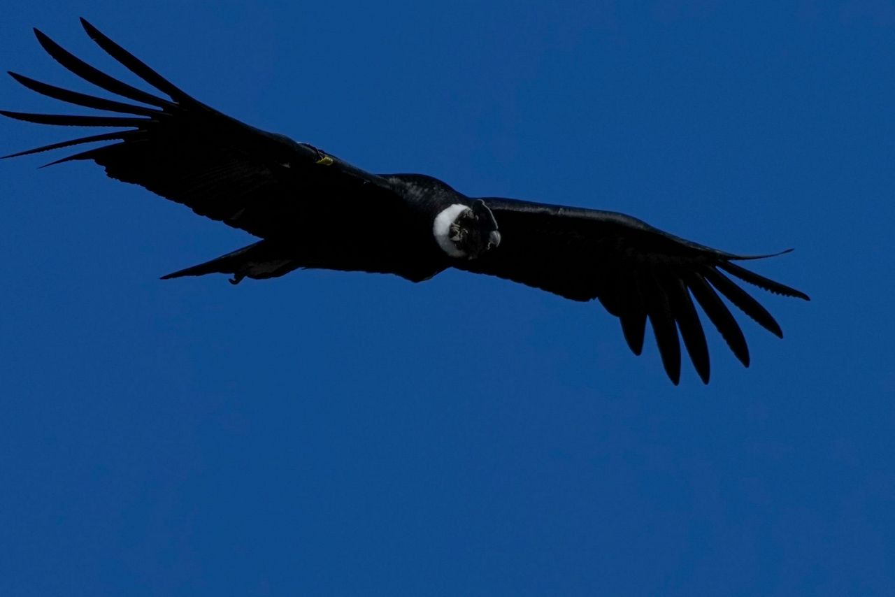 Worries over wind farms cloud condor repopulation program