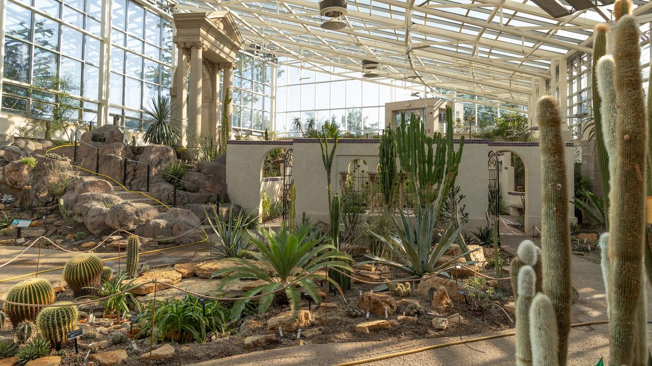 The Missouri Botanical Garden’s extensive cacti collection is now on display for the first time in 30 years located in the newly opened Shoenberg Arid House. (Spectrum News/John Gerding)