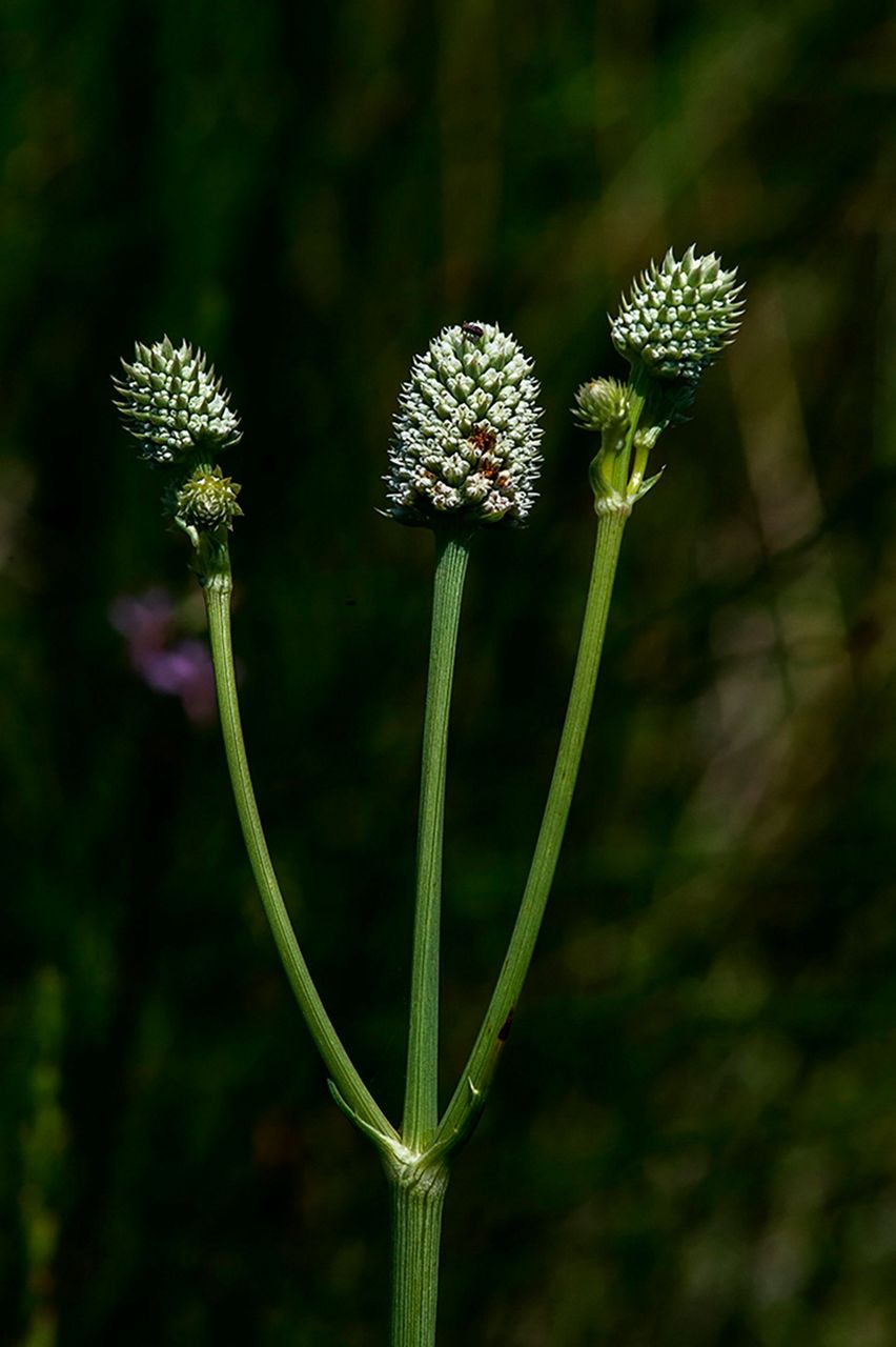 Rare wetland plant found in Arizona now listed as endangered