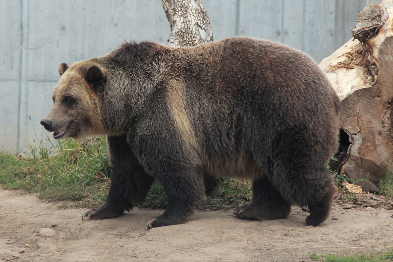 A Look at Wisconsin's Chunky Bears During “Fat Bear Week”