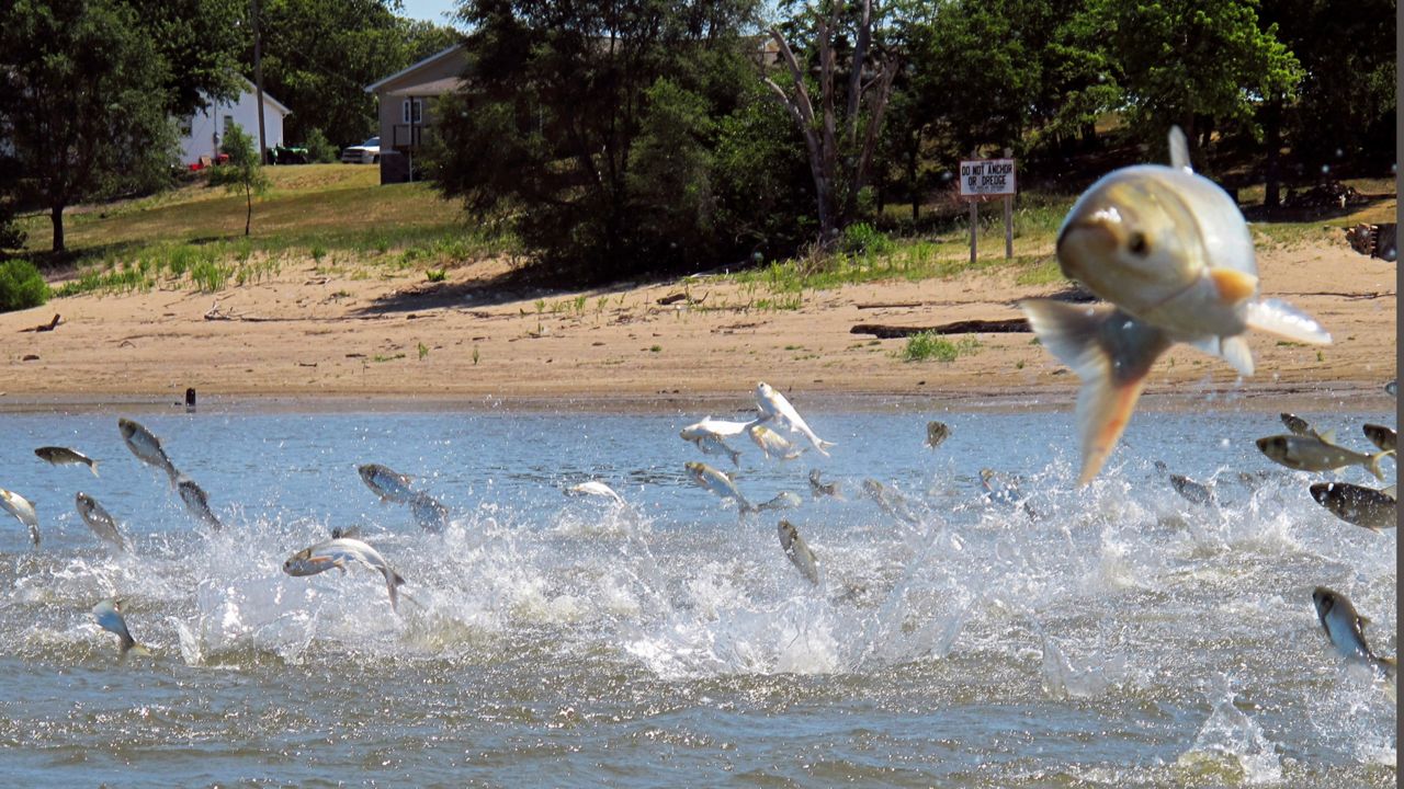 Carp jumping out of the water