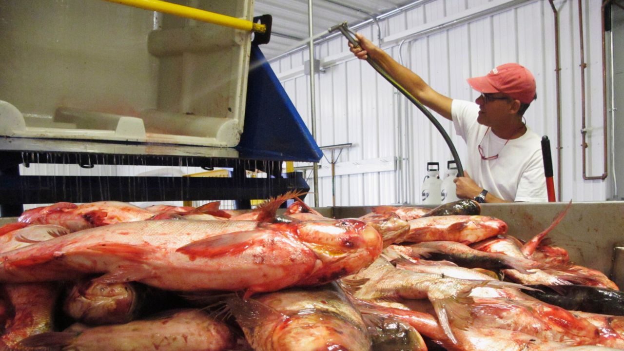 Eat MO carp, a professor's plan to address the invasive fish