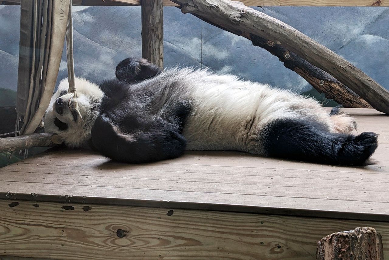 The last pandas at any US zoo are expected to leave Atlanta for China ...