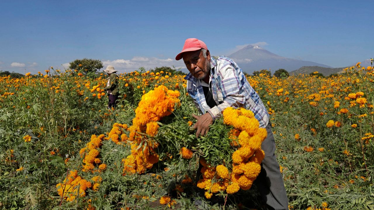 Día de Muertos.