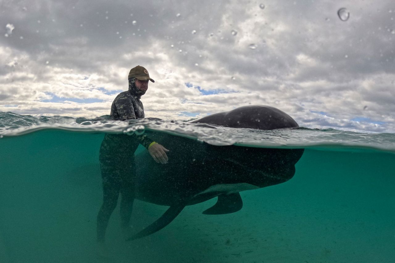 Survivors of pilot whale pod that beached on the Australian coast are ...
