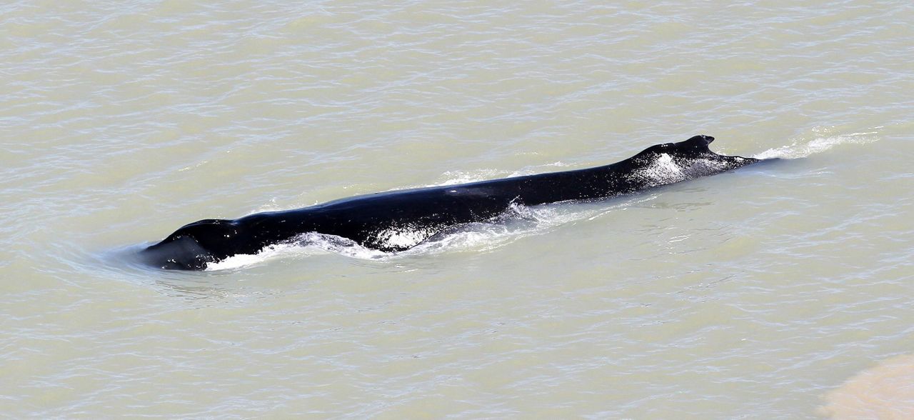 Australians hope to save whale from crocodile-infested river