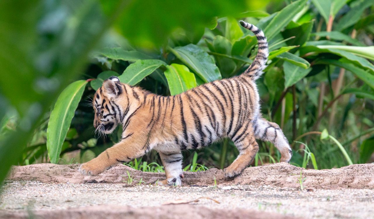 3 Sumatran tiger cubs explore jungle habitat in Sydney zoo