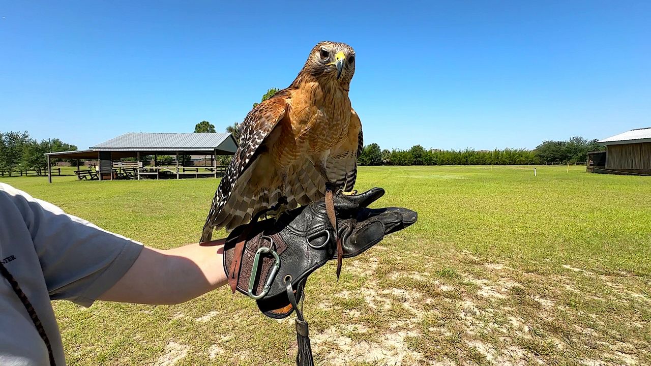 Avian center saves injured birds, returns them to the wild.