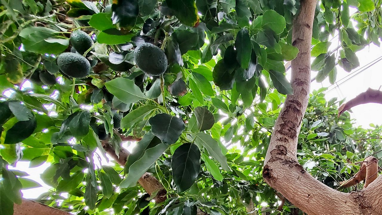 Avocadoes are among the roughly 100 fruits that can play host to the invasive Tau fly (Spectrum News/Joseph Pimentel)