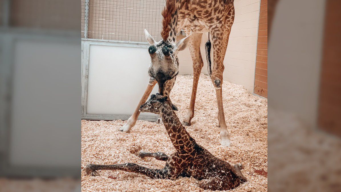 Nasha and her newborn calf at the Nashville Zoo on Friday, January 16, 2021 (Nashville Zoo/Twitter)