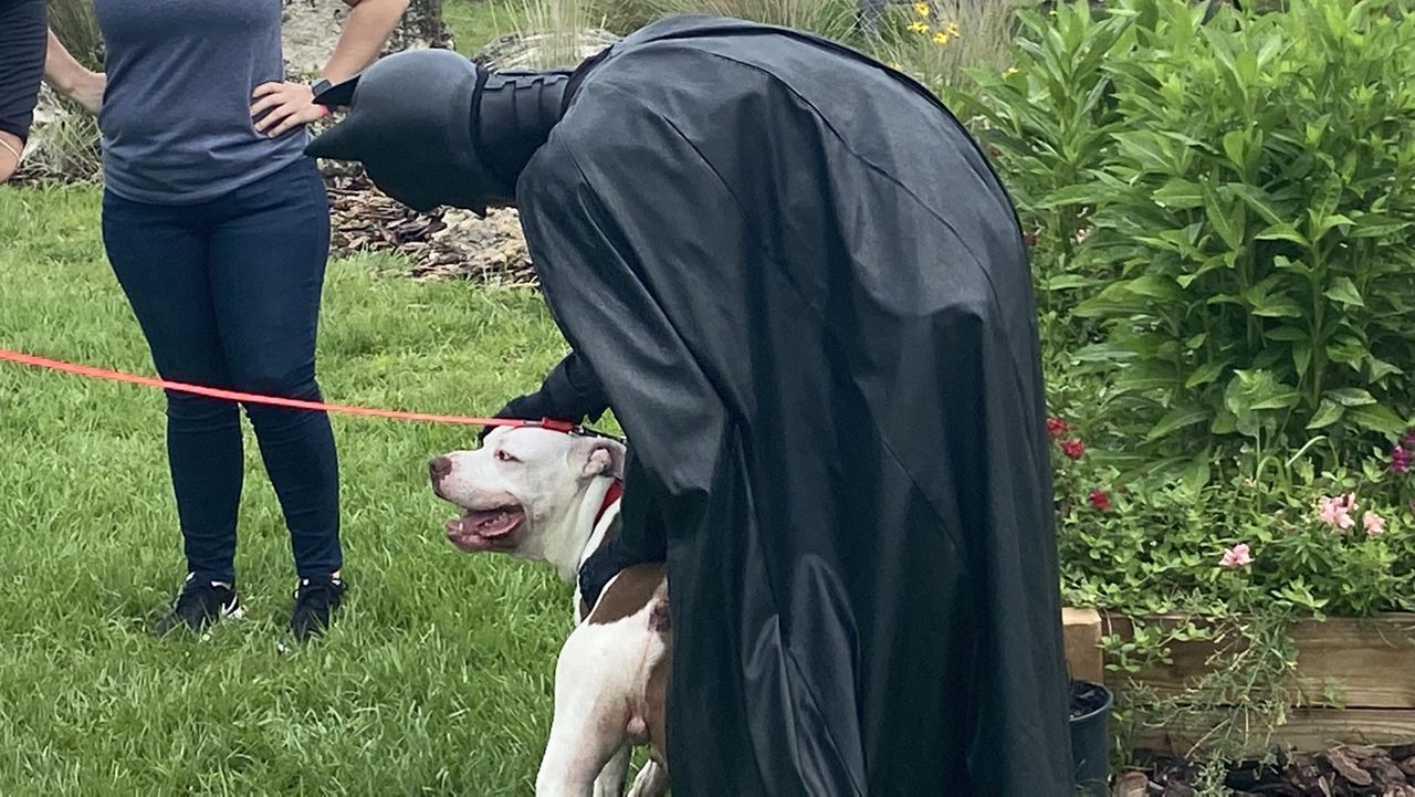 Batman saves the day for a dog and his owner