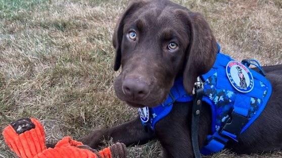 Baxter, a comfort dog with the  Bureau of Emergency Communications, was found dead in a state vehicle Wednesday. He was three-years-old at the time. (Maine Department of Public Safety Facebook Page)
