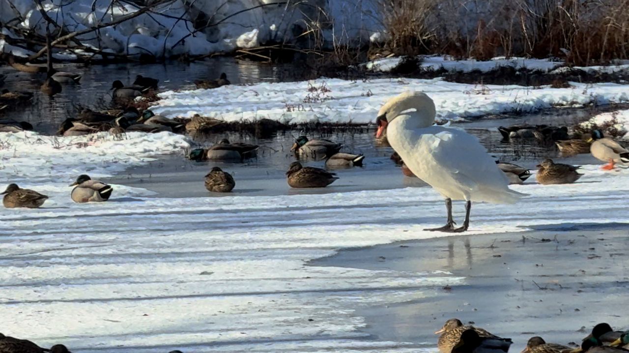 Navigate the risk of bird flu in Massachusetts