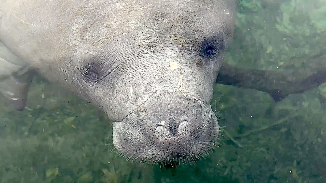 One of the best ways to see Sea Cows