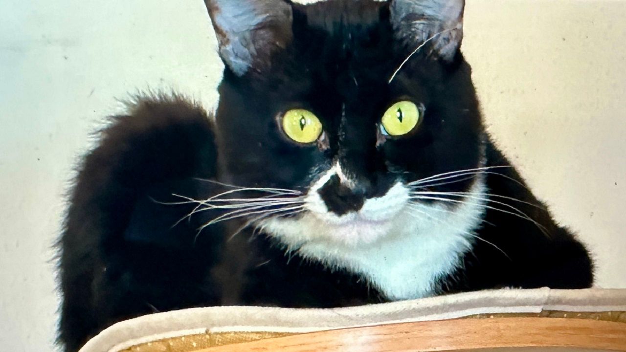 Louie the tuxedo cat is one of the rescues at the catnip Café and adoption lounge in Plant City. (Photo by Virginia Johnson/staff)