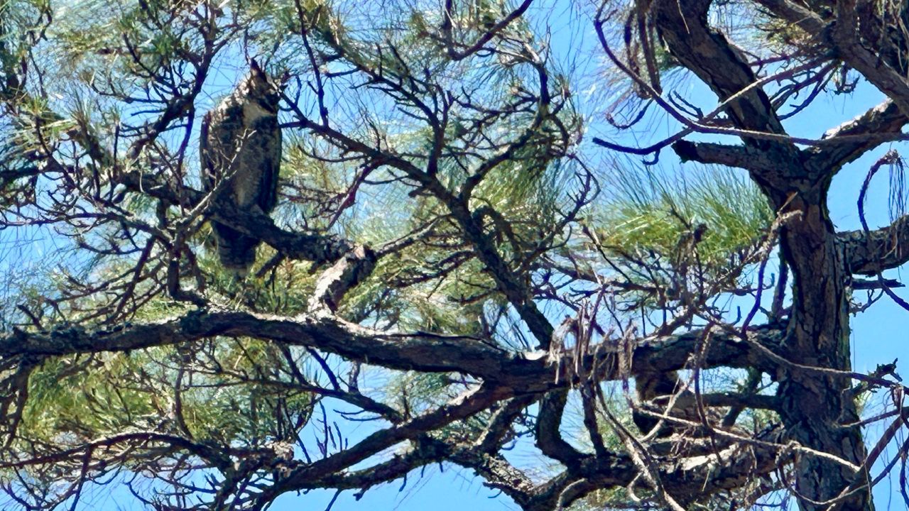 An owl perches outside its nest in a tree along the Osprey Trail at Honeymoon Island State Park. (Spectrum News/Virginia Johnson)